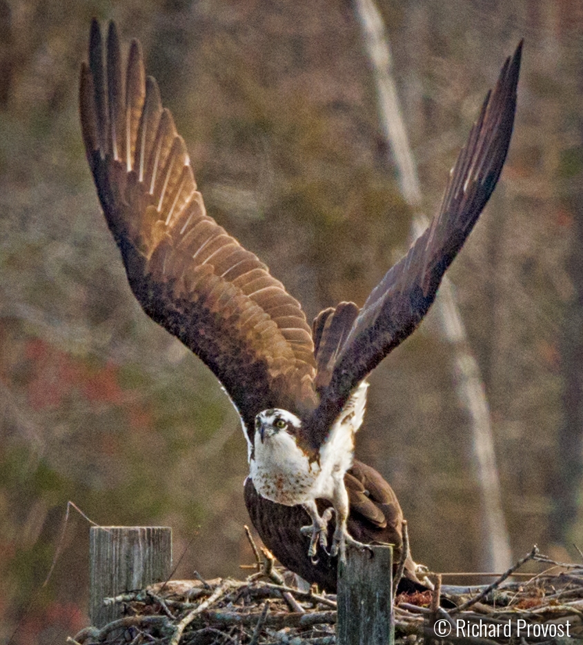 Up, up, and away by Richard Provost