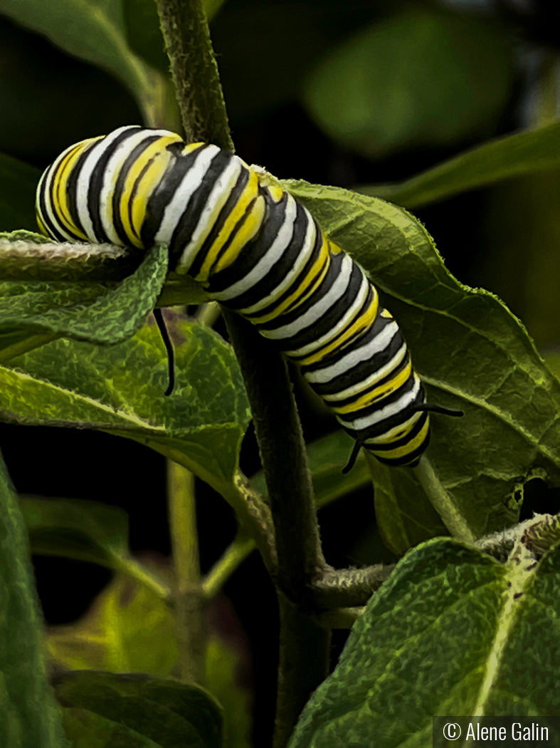 Upside Down Caterpillar by Alene Galin