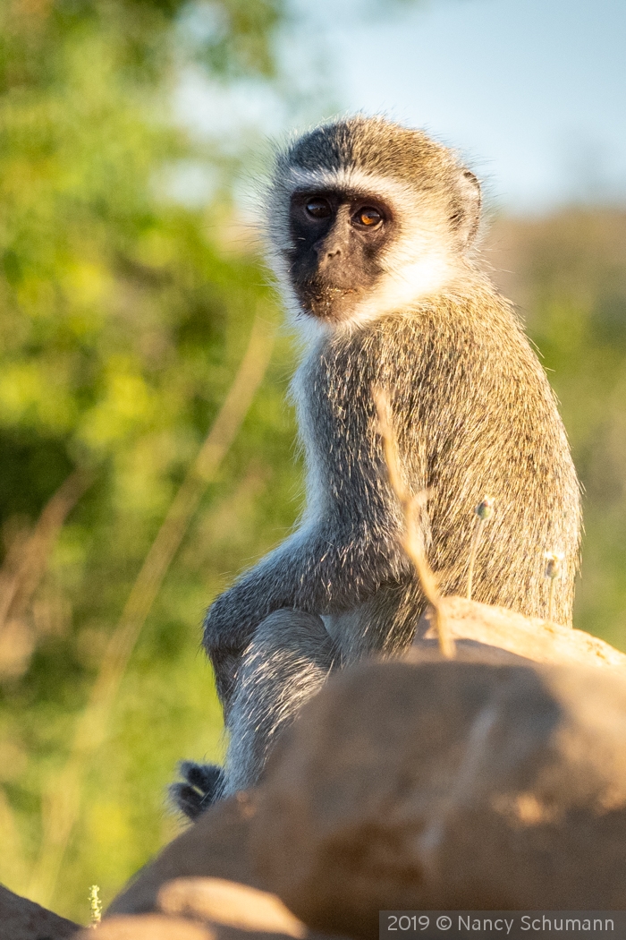 Vervet Monkey by Nancy Schumann