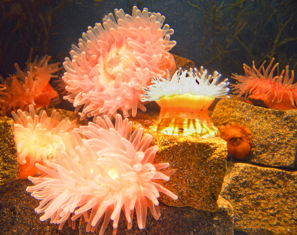 Voracious Sea Anemones by Lou Norton