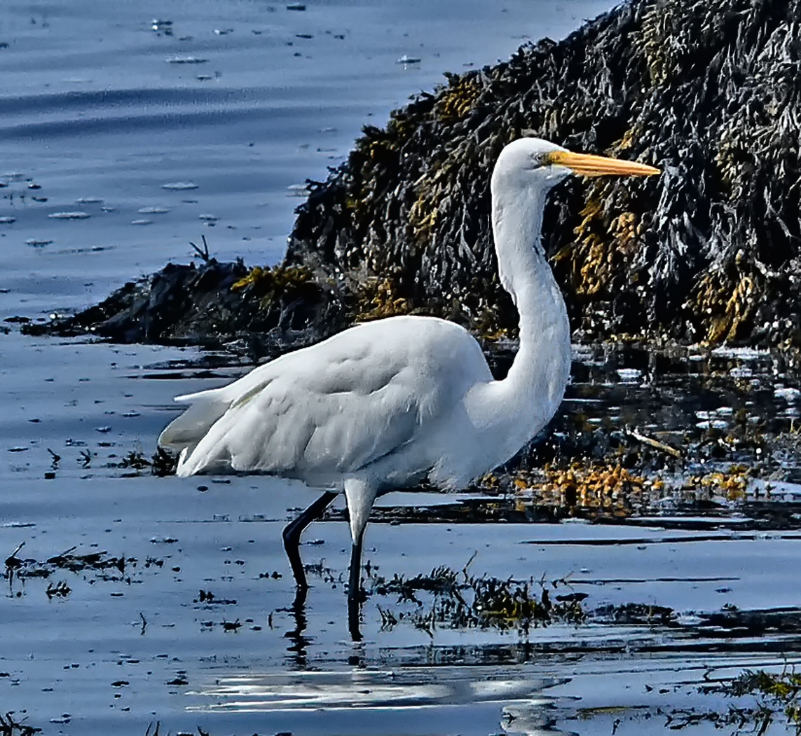 Wader by Bruce Metzger