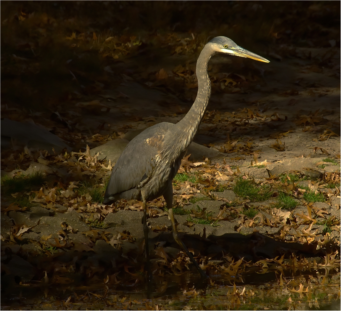 Wader by Bruce Metzger