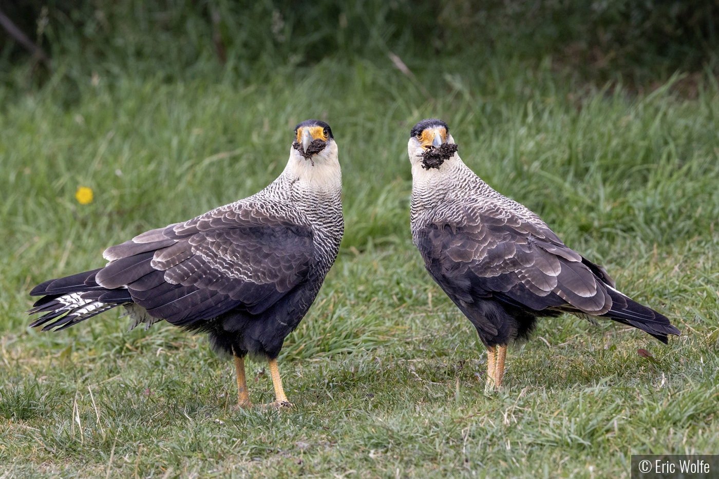 Wait, What'd You Say We're Eating? by Eric Wolfe