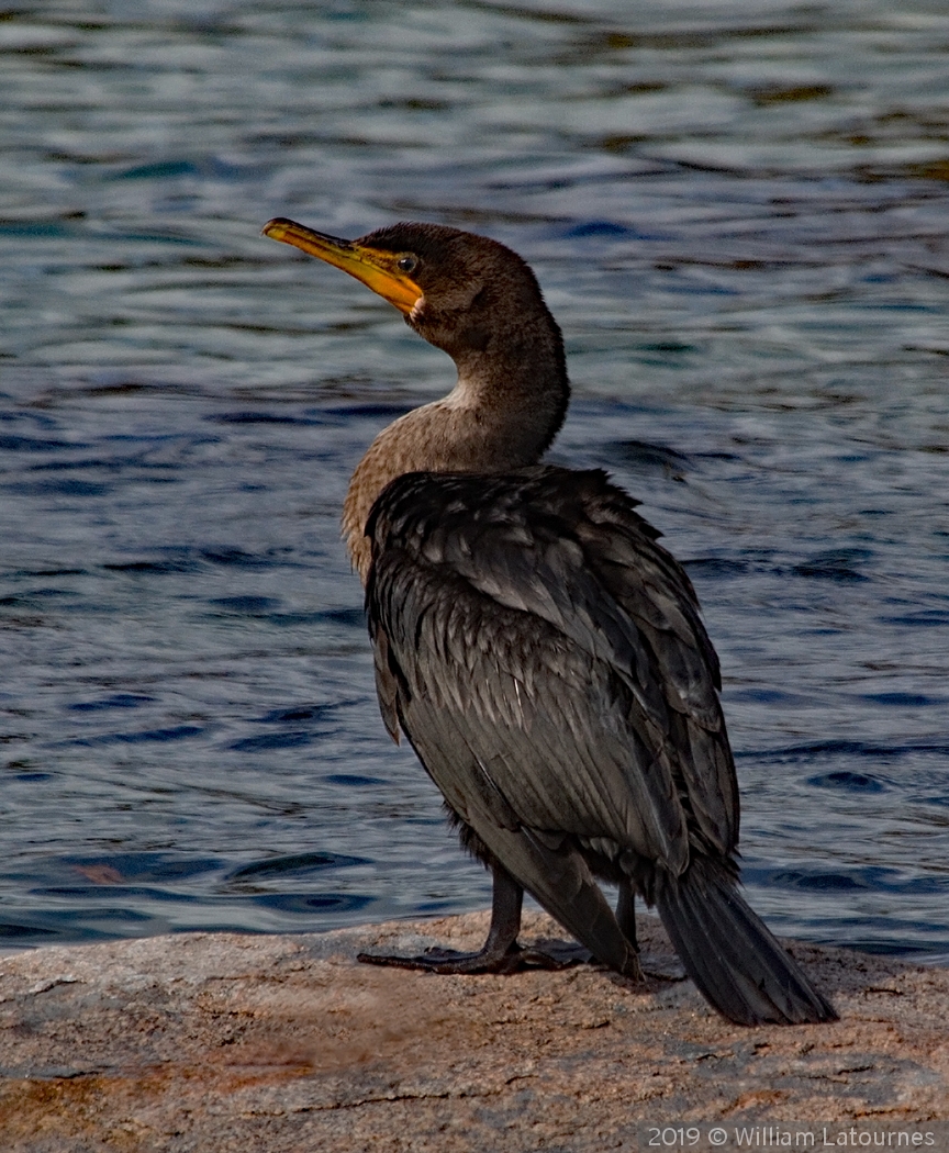 Waiting For A Fish by William Latournes