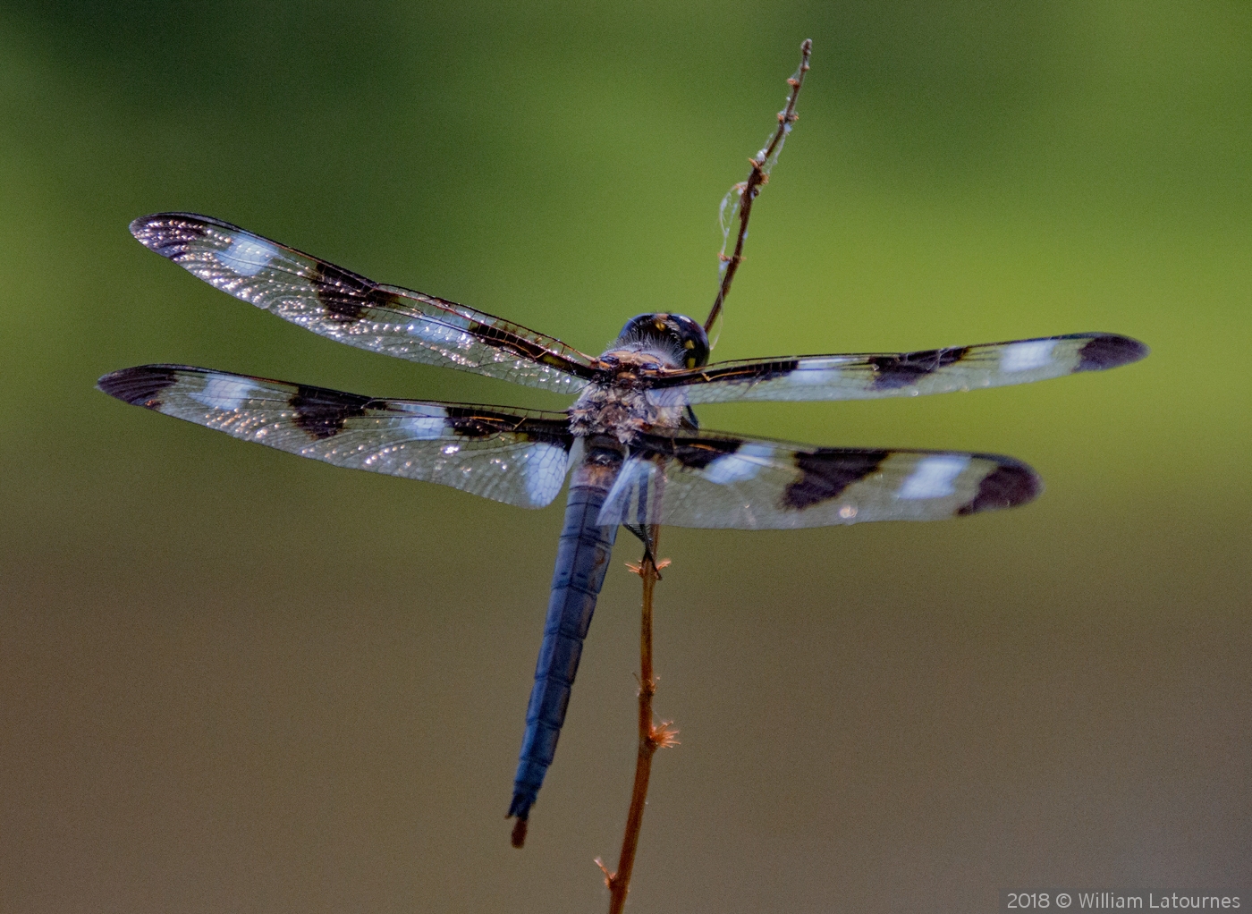 Waiting for a Fly by William Latournes