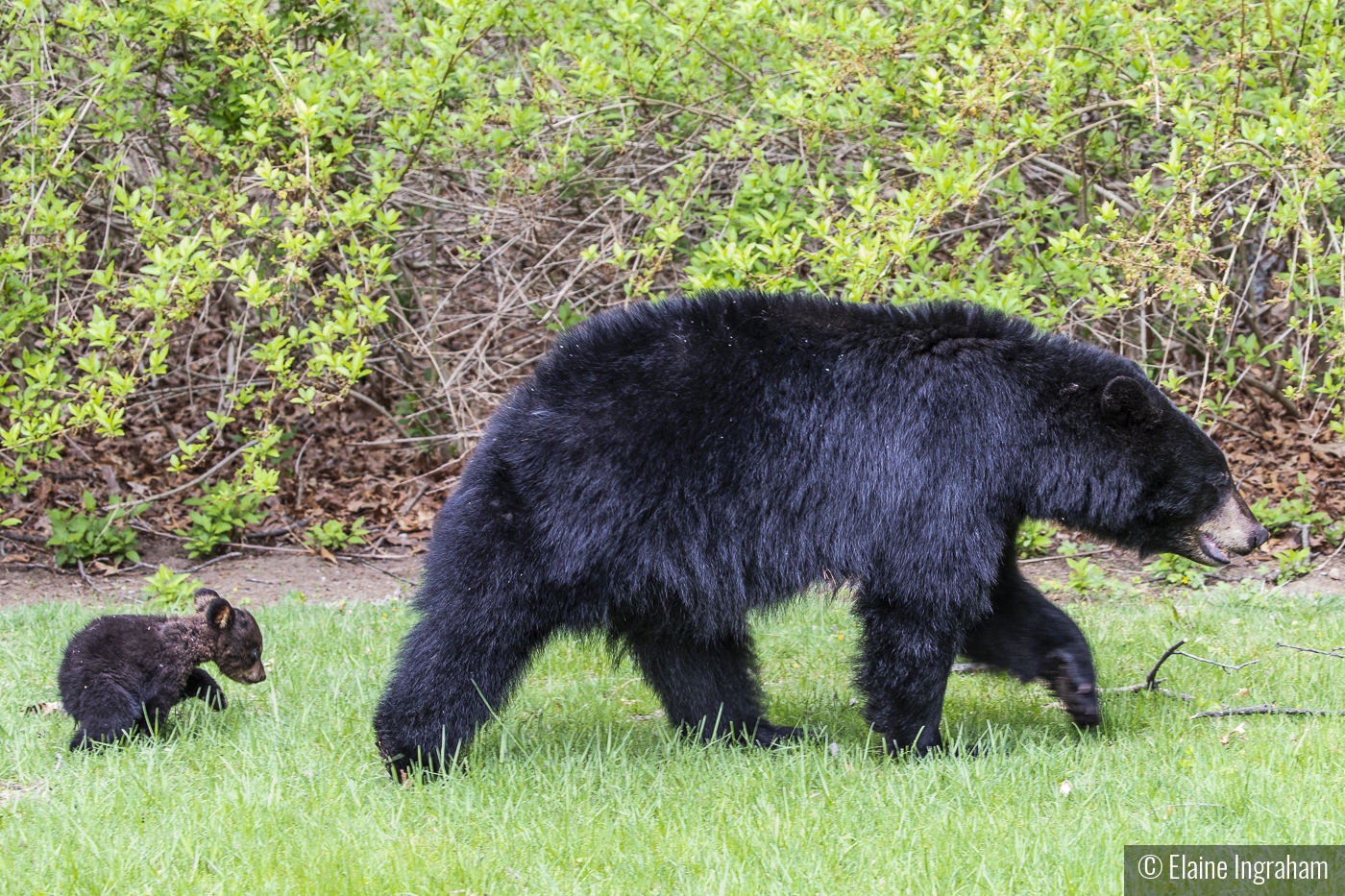 Walk This Way by Elaine Ingraham