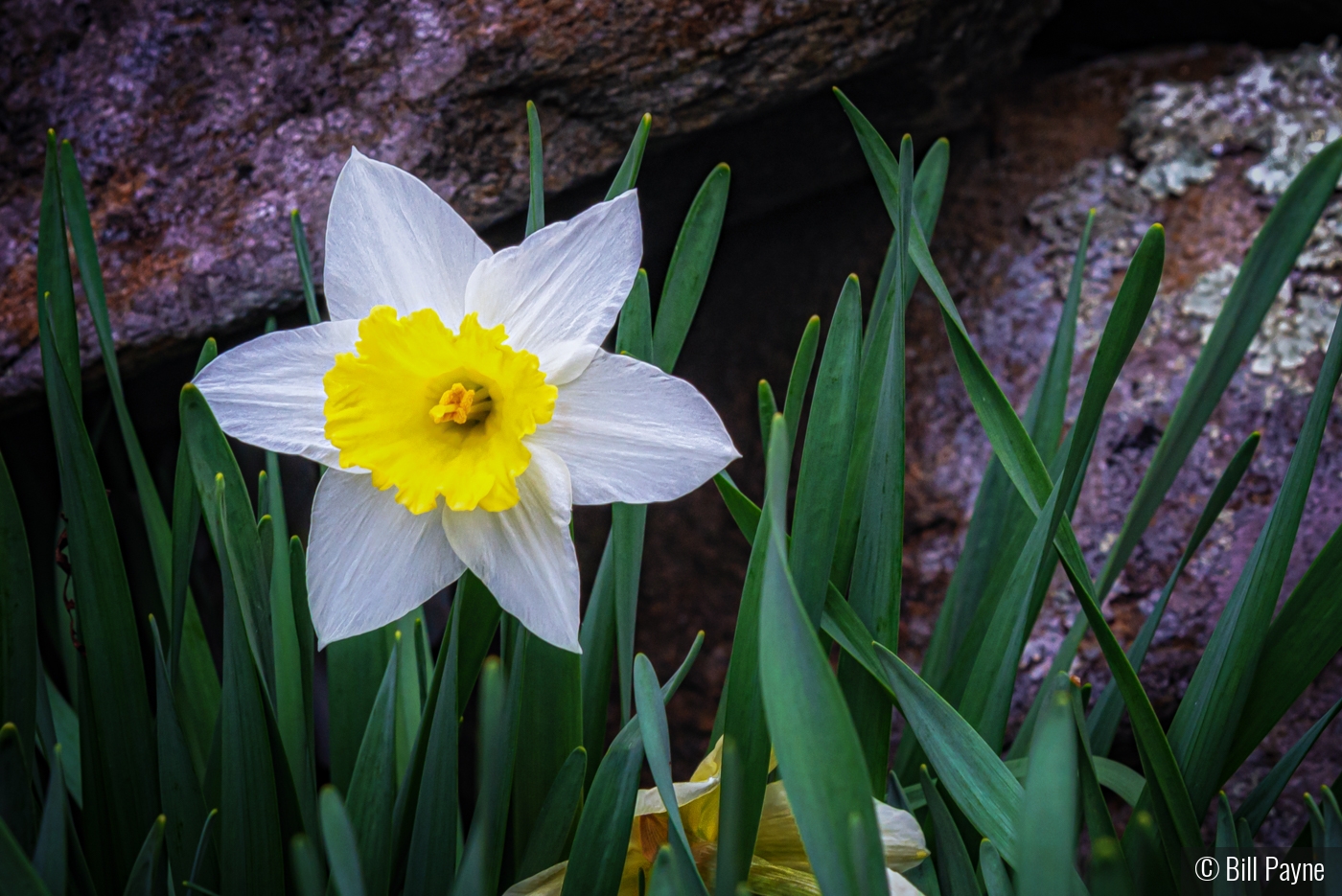 Wall Flower by Bill Payne