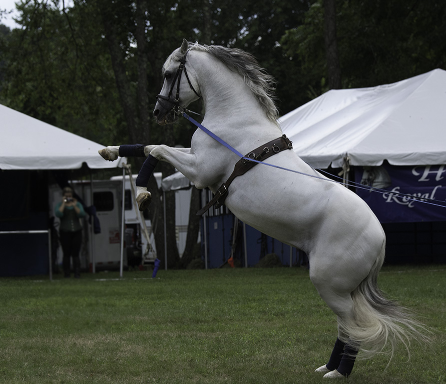 War Horse by Nancy Schumann