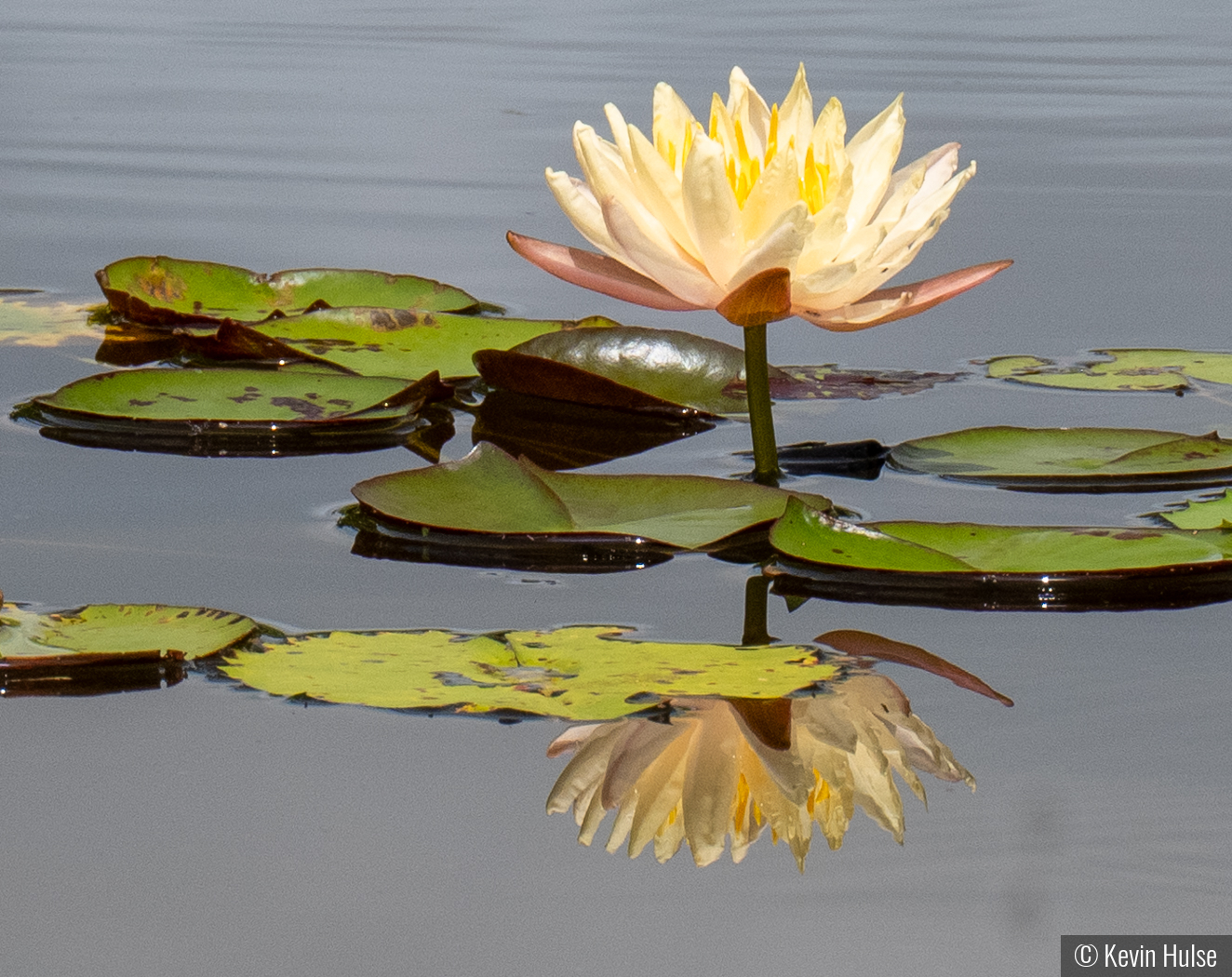 Water Lilly Reflection by Kevin Hulse