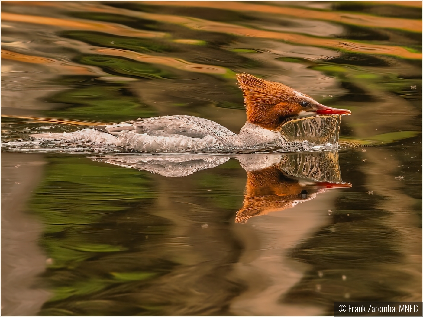 Waterfall Beak by Frank Zaremba, MNEC