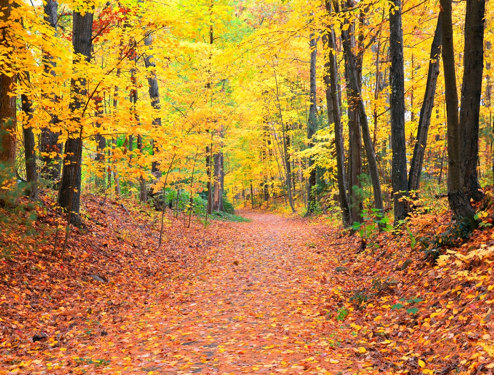 West Simsbury Bike Path by Lou Norton