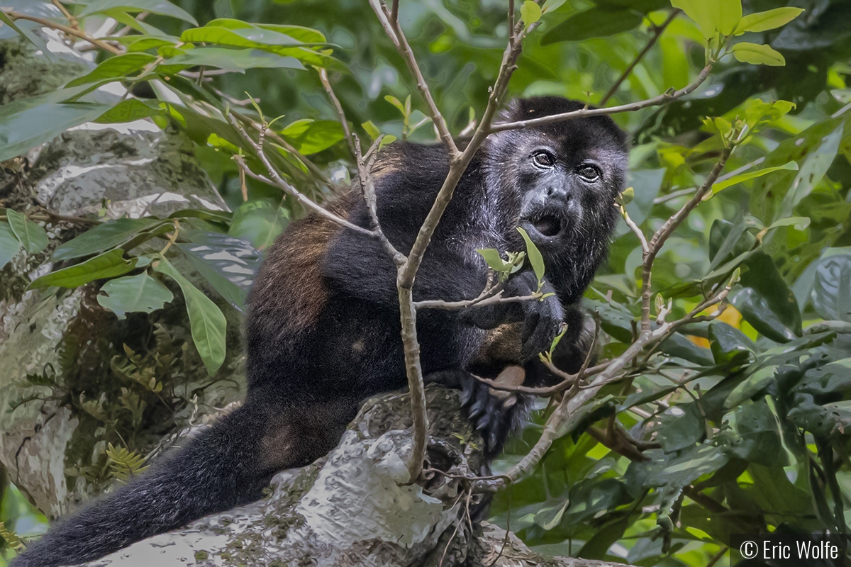 Whaat?!  Another Yummy Looking Leaf?!!! by Eric Wolfe