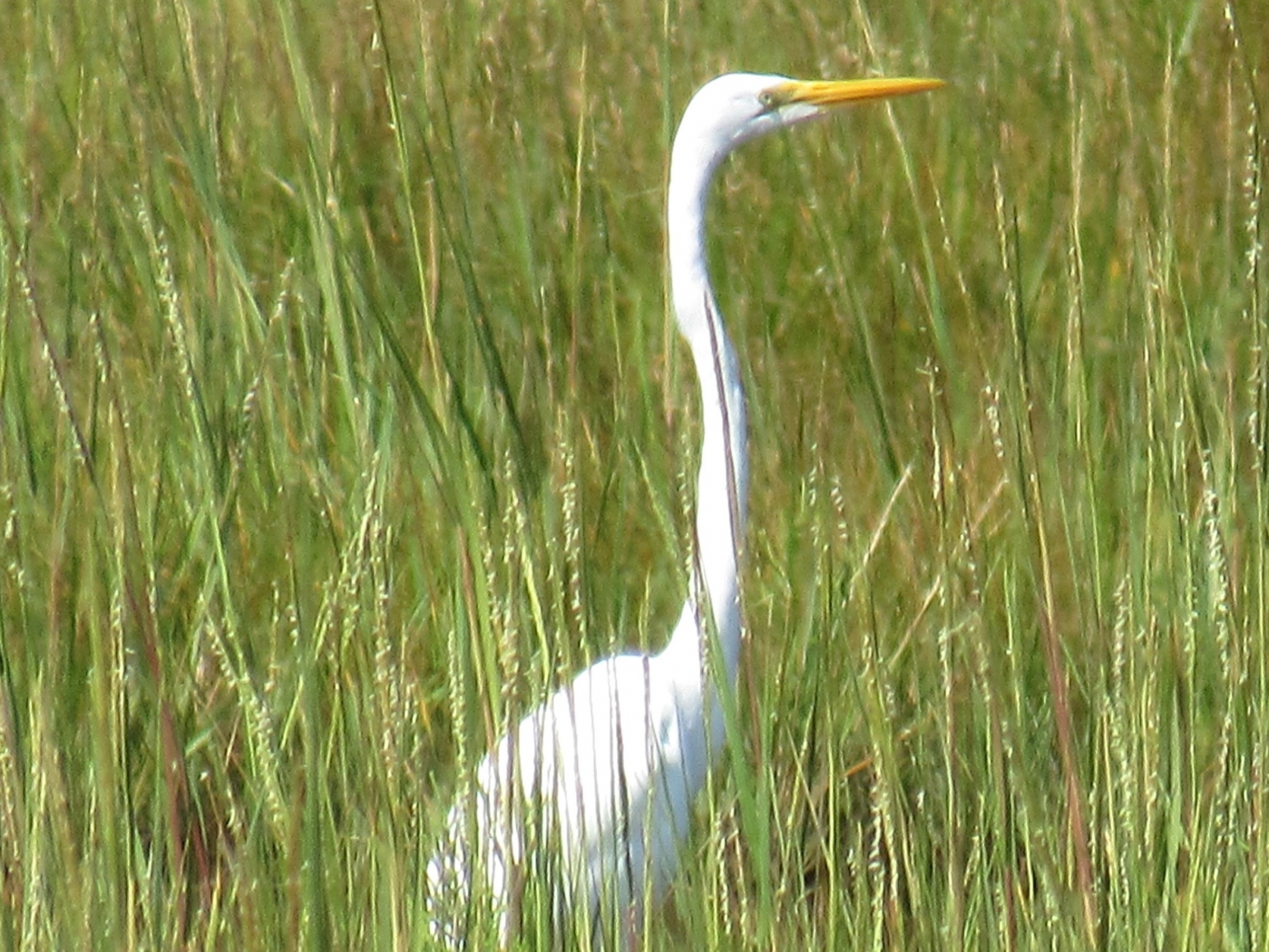 What a long Neck by James Haney