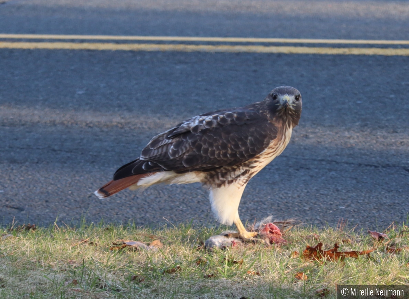 What ya lookin' at - this is MY Christmas dinner! by Mireille Neumann