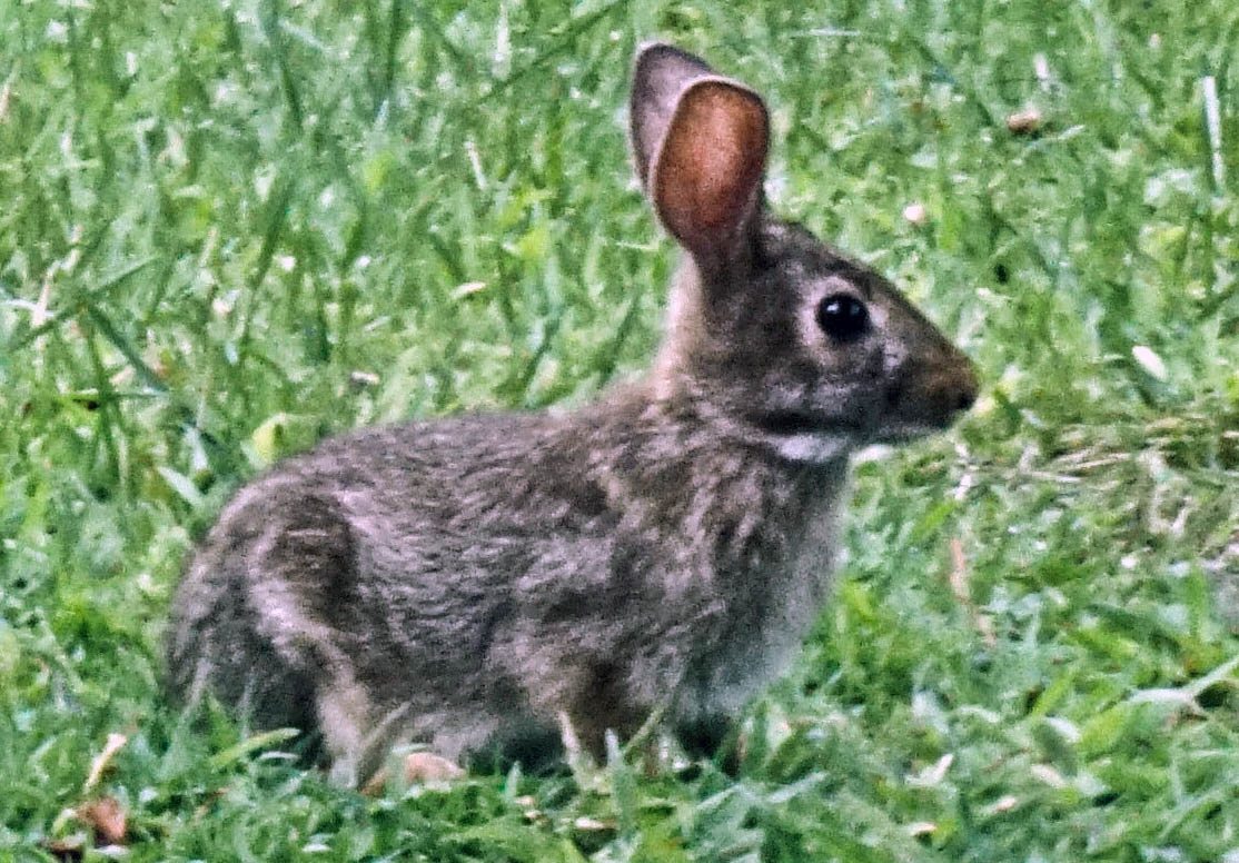 What's up wabbit by Harold Grimes