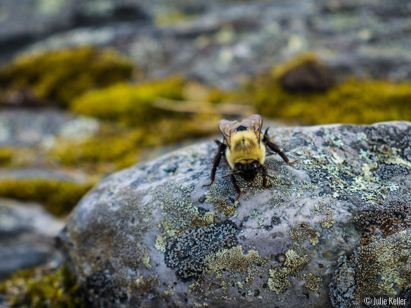 When the buzz fades by Julie Keller