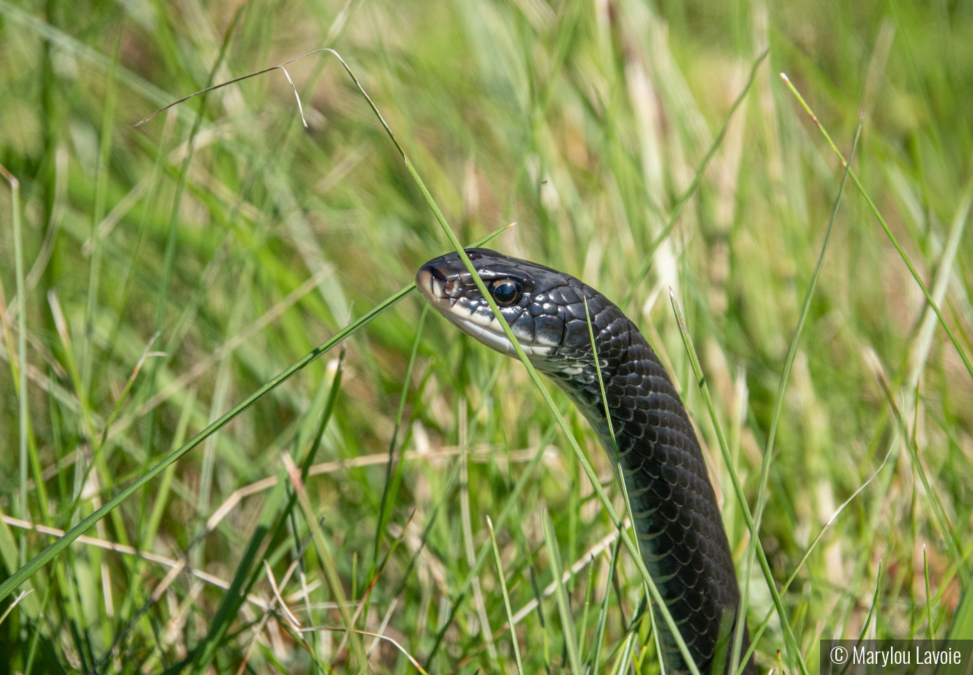 While I Was Out Looking For Birds. by Marylou Lavoie