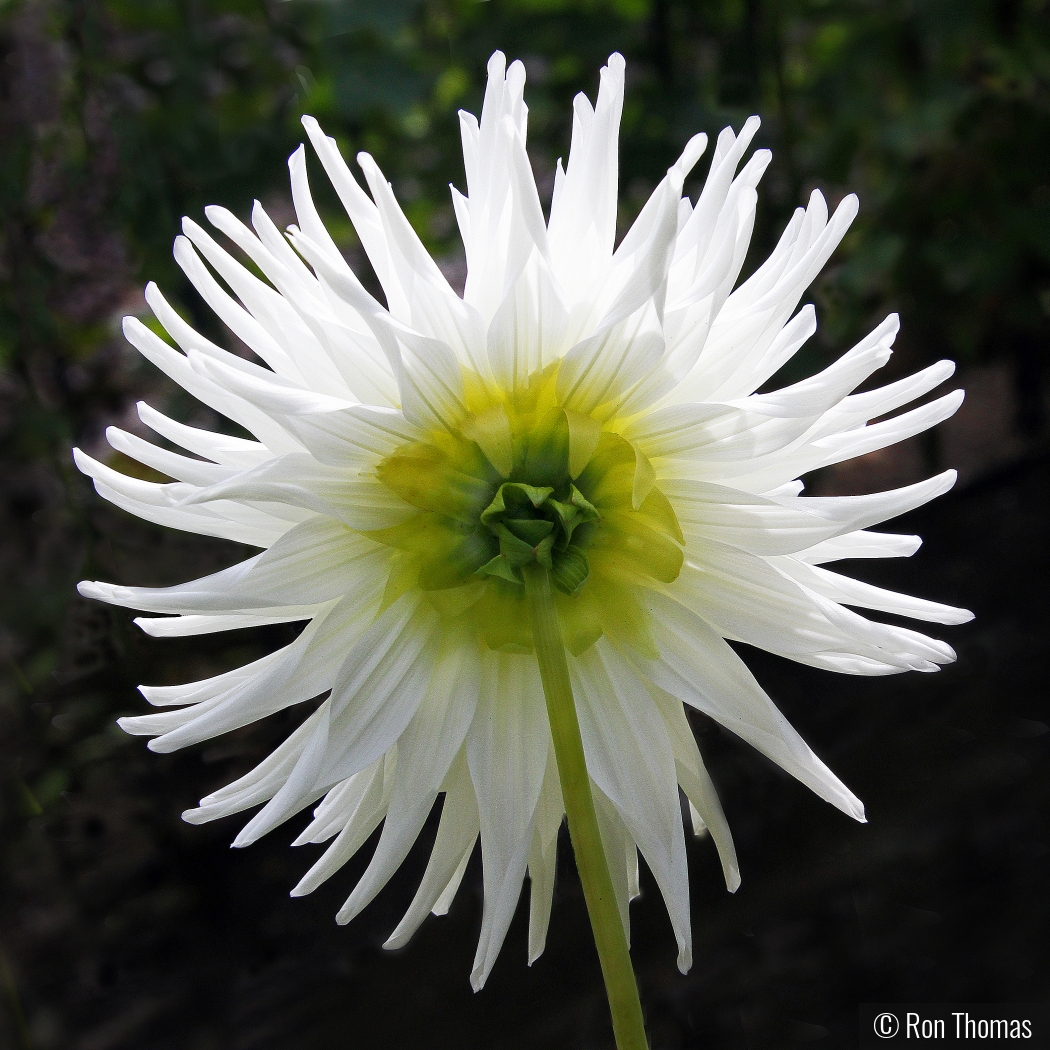 White Dahlia by Ron Thomas