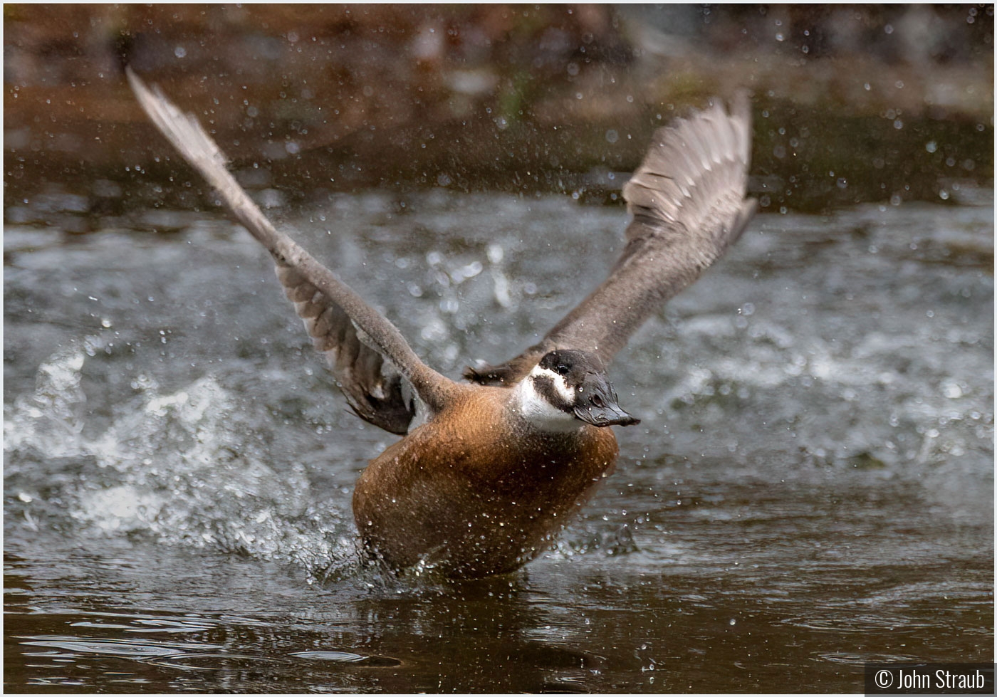 White headed Duck Departure by John Straub