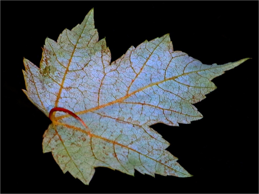 White Leave by William Latournes