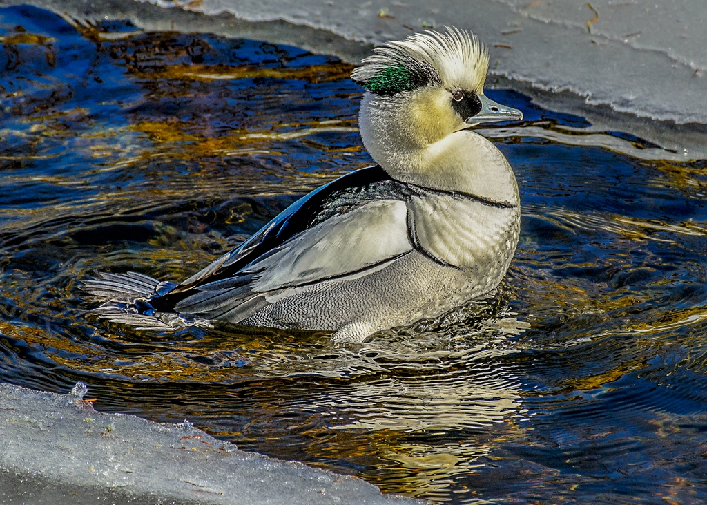 White Merganser by Frank Zaremba