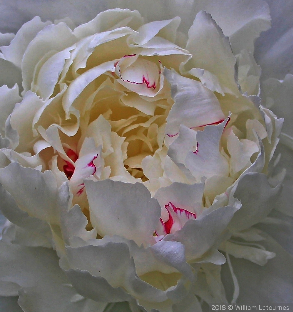 White Peony by William Latournes