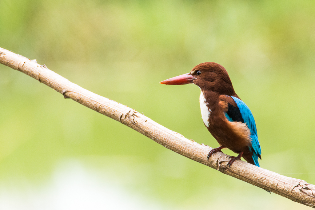 White Throated Kingfisher, Mysore, India by Aadarsh Gopalakrishna