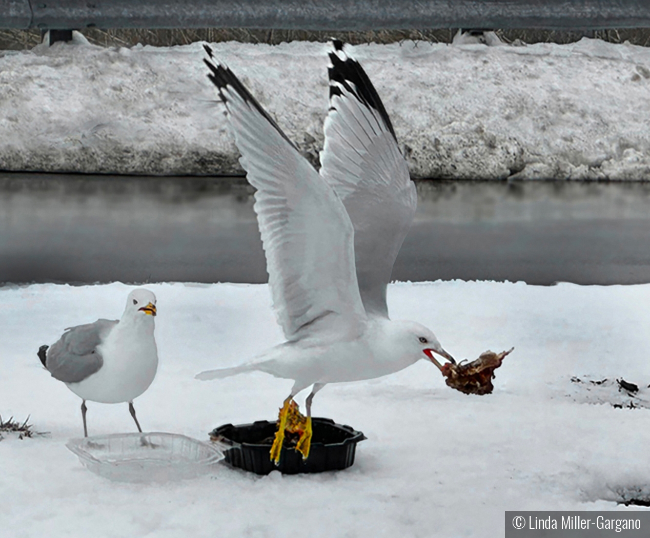 Who Ordered Takeout by Linda Miller-Gargano