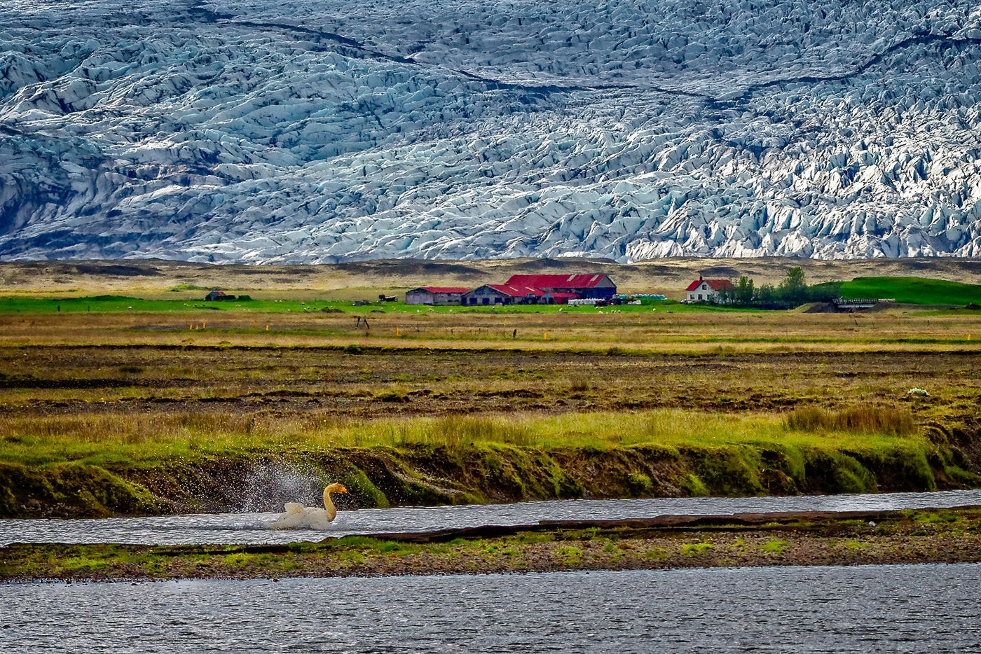 Whooper Swan, Farm and Glacier by John McGarry