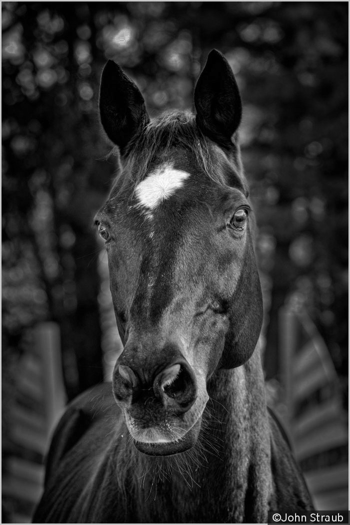 Whopper's Whiskers by John Straub