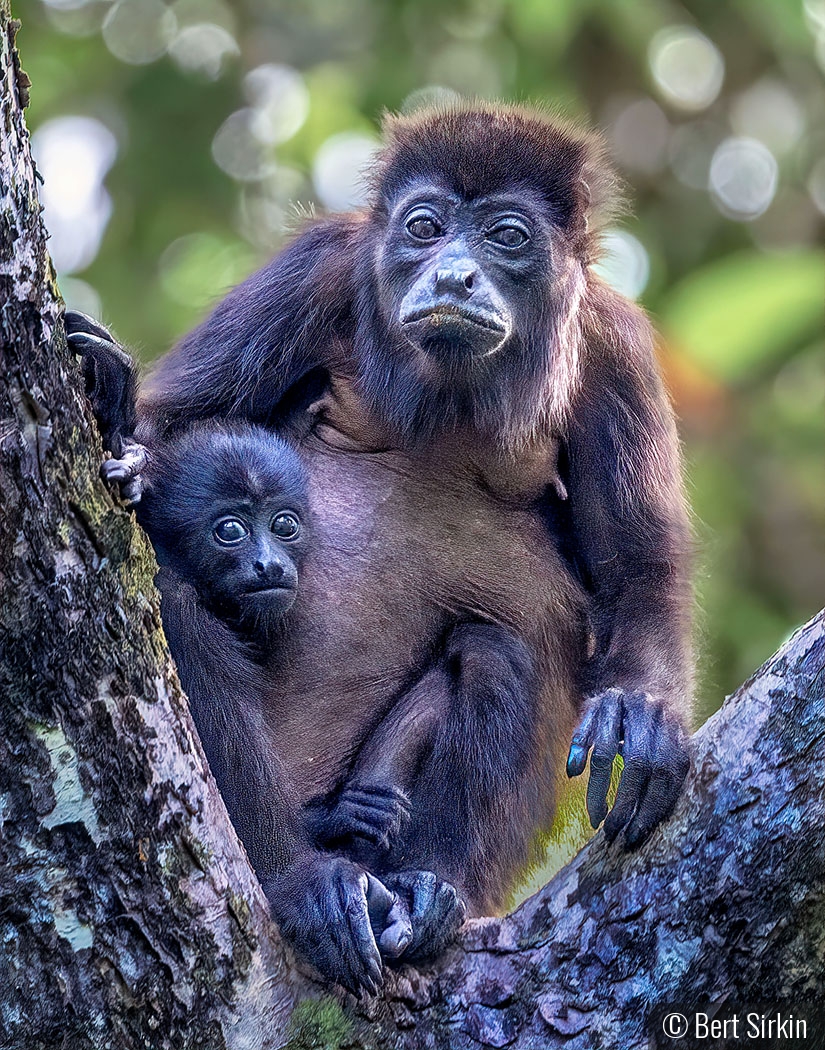 Wide-eyed by Bert Sirkin