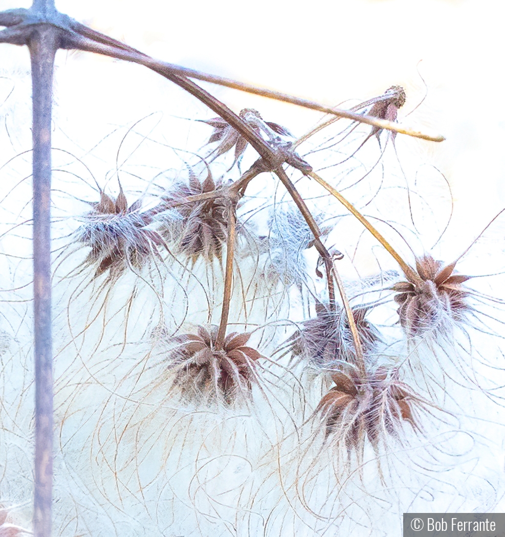 Wild Clematis by Bob Ferrante