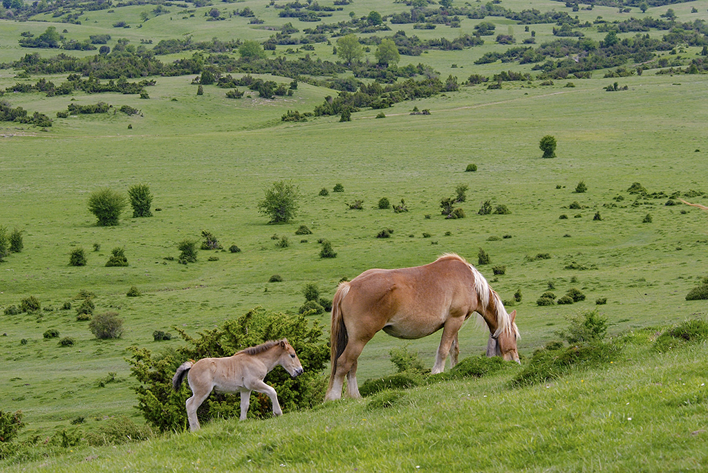 Wild Horses by Steven Potashner