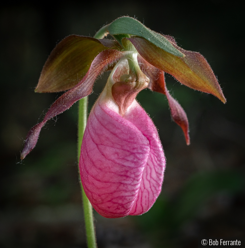 Wild Orchid in the Early Morning by Bob Ferrante