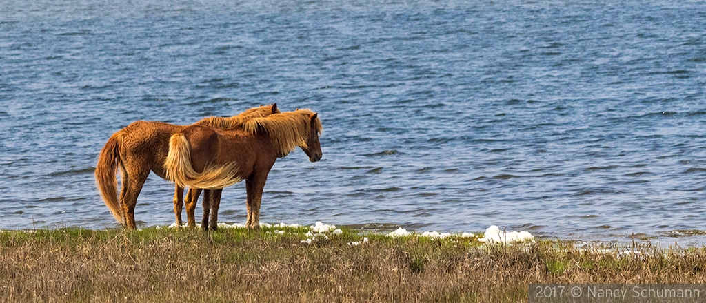 Wild ponies on Assateague Bay by Nancy Schumann