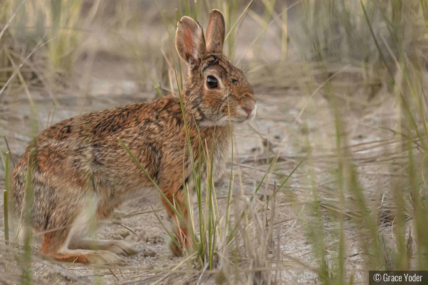 Wild Rabbit by Grace Yoder