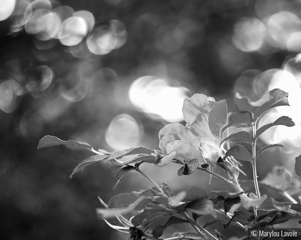 Wild Rose by Marylou Lavoie