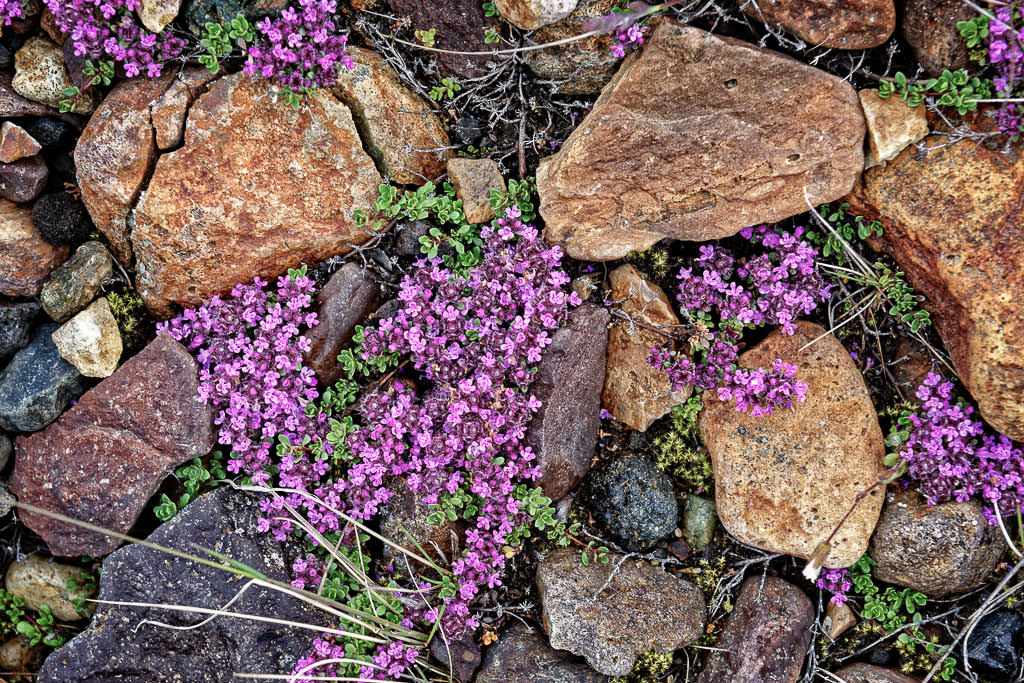 Wild Thyme by John McGarry