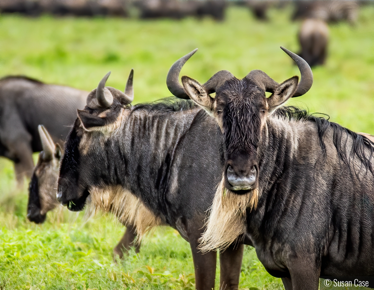 Wildebeast Stare-down by Susan Case