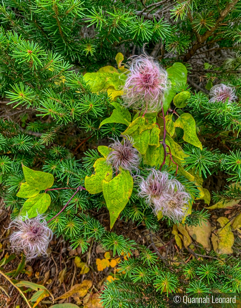 Wildflower on Highline Trail in Montana by Quannah Leonard