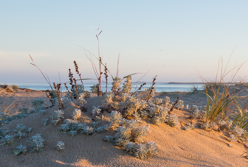 Wildflowers on Chatham Beach by Lorraine Cosgrove