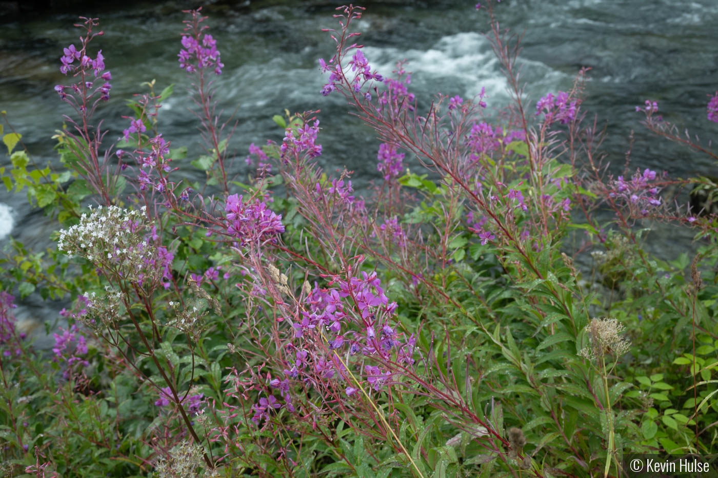 Wildflows and stream by Kevin Hulse