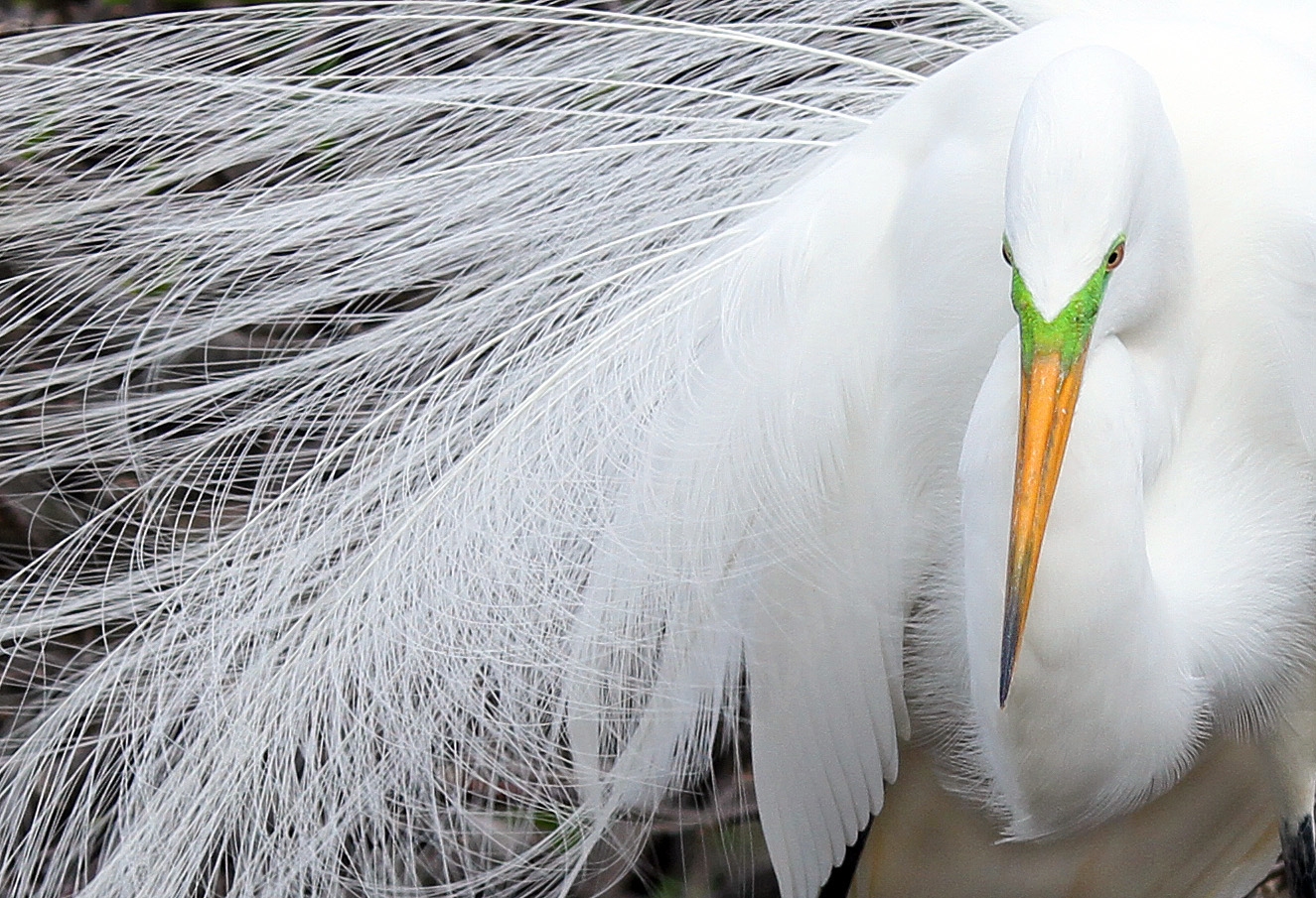 Windy Feather Day by Ron Thomas