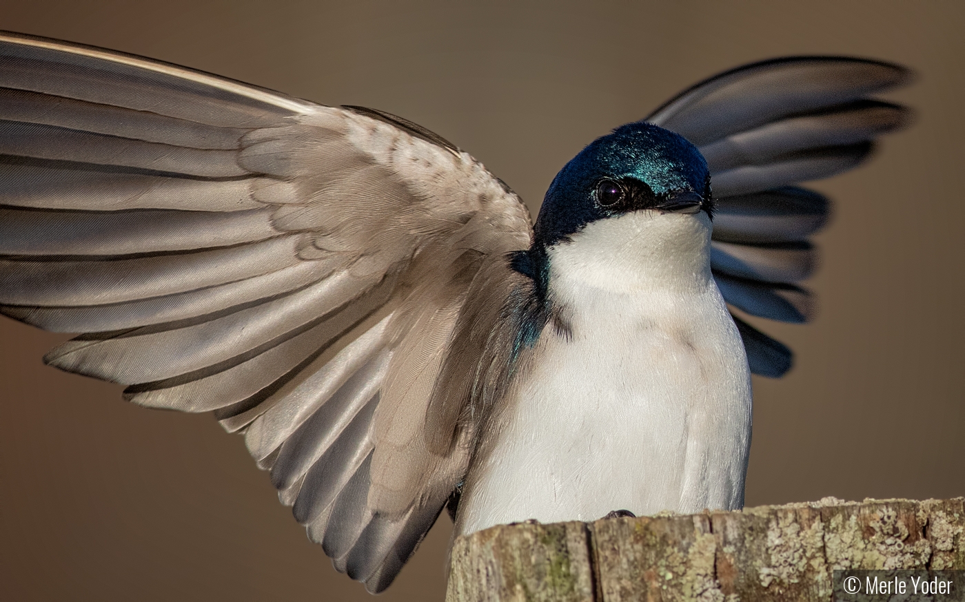 Wings built for speed by Merle Yoder