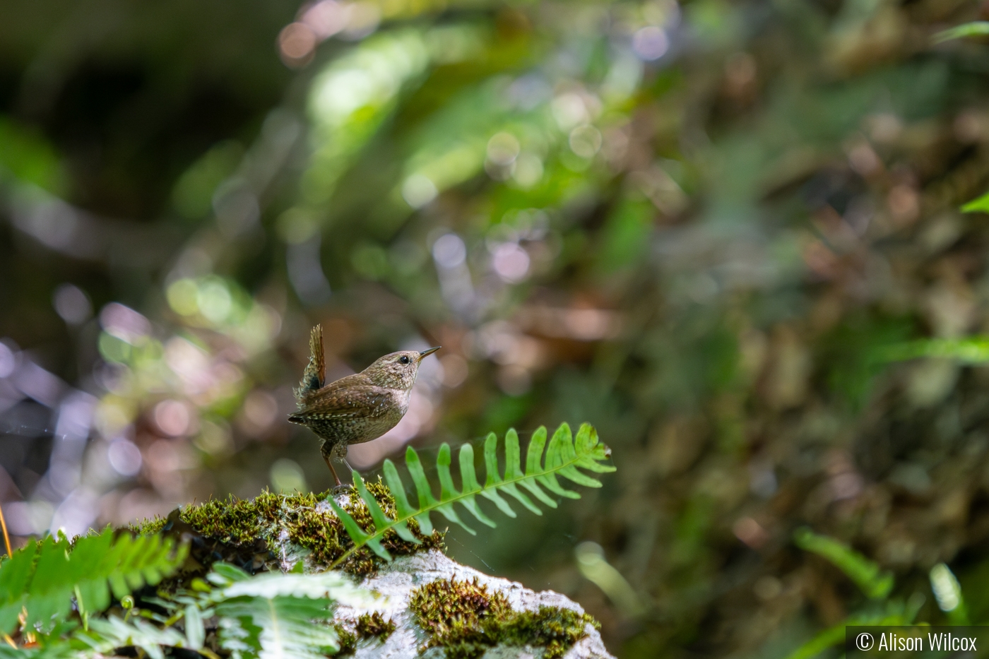 Winter Wren Is Coming by Alison Wilcox