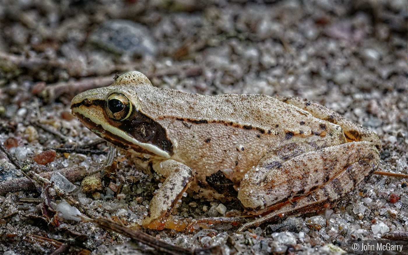 Wood Frog by John McGarry