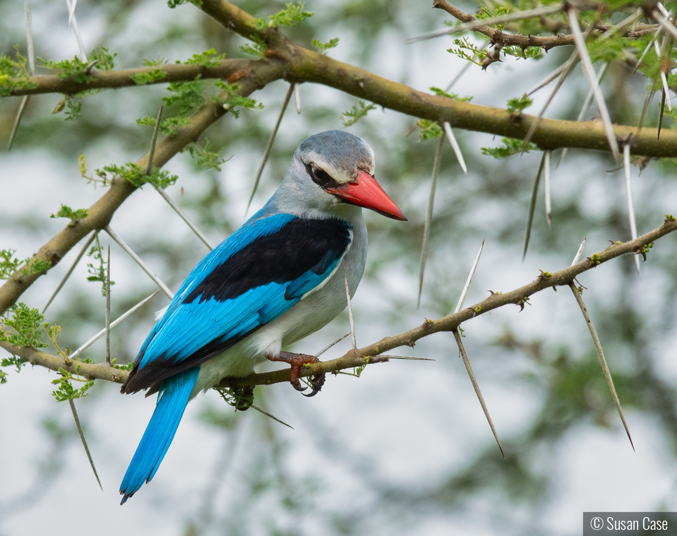 Woodland Kingfisher by Susan Case