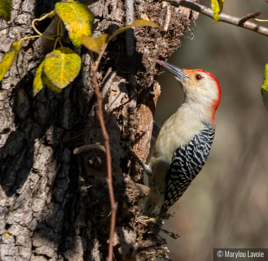 Woody At Work by Marylou Lavoie