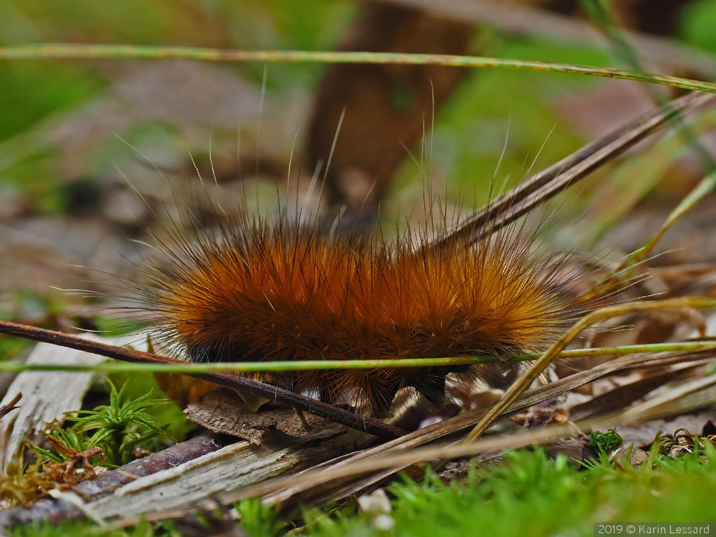 Woolly Bear on the Run by Karin Lessard