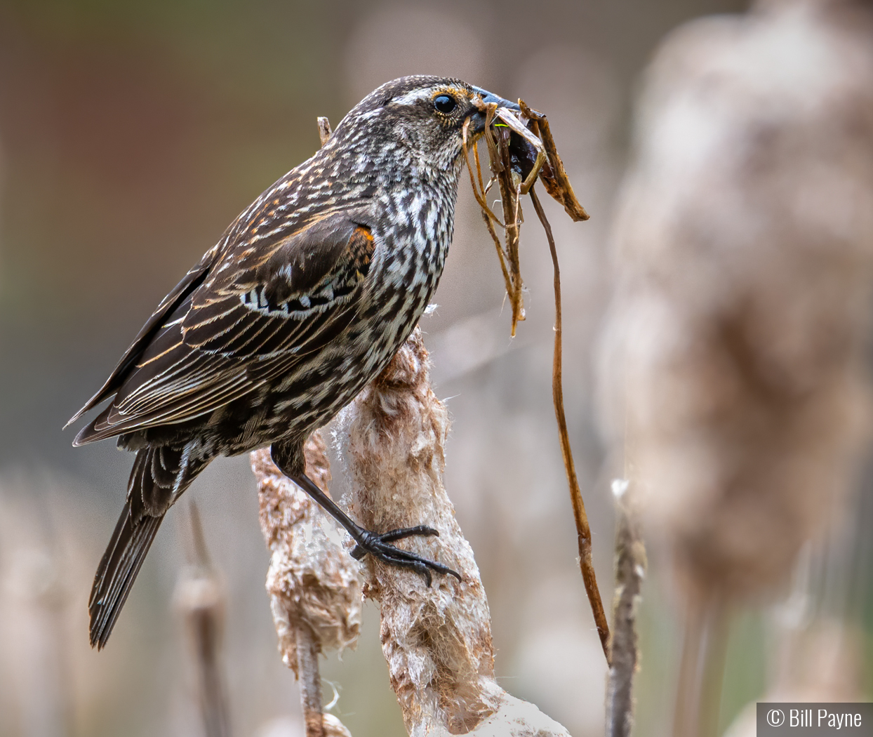 Working on the Nest by Bill Payne